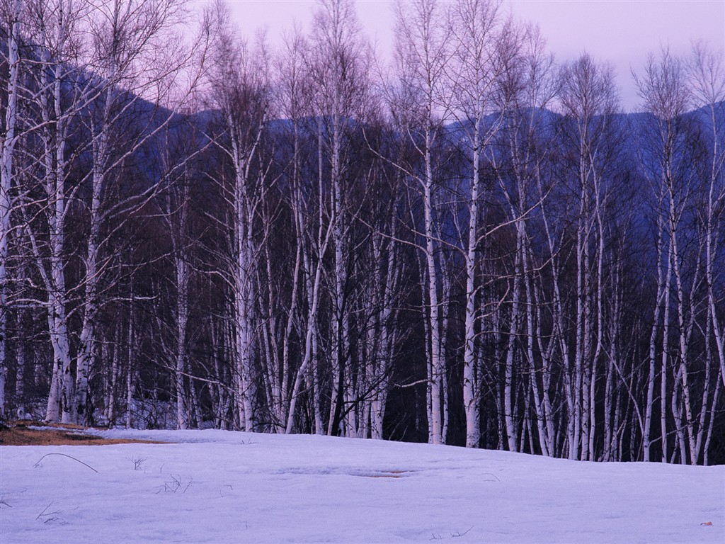 白雪森林(一) #4 - 1024x768