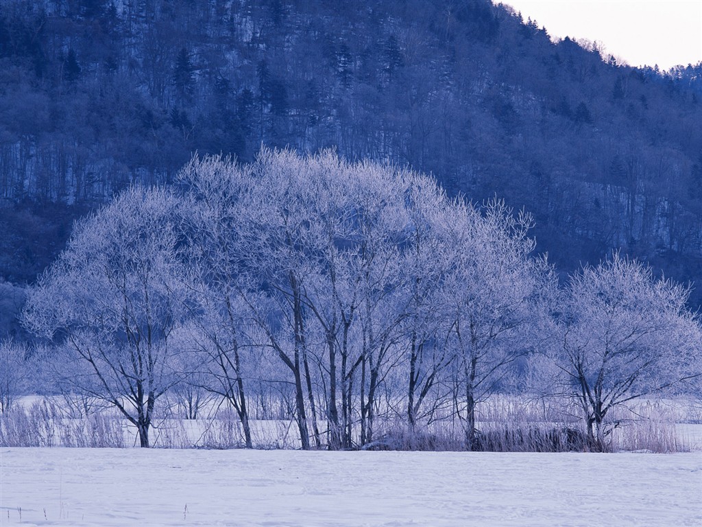 白雪森林(一)8 - 1024x768