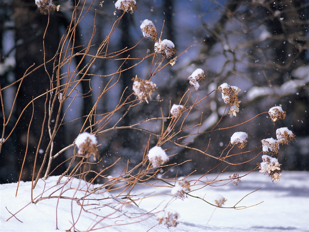 白雪森林(一)12 - 1024x768