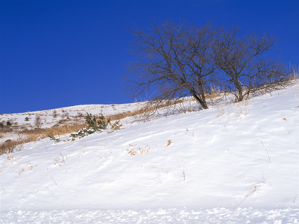 白雪森林(一) #15 - 1024x768