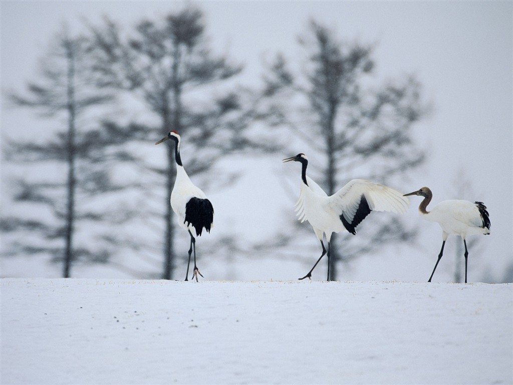 白雪森林(一) #18 - 1024x768