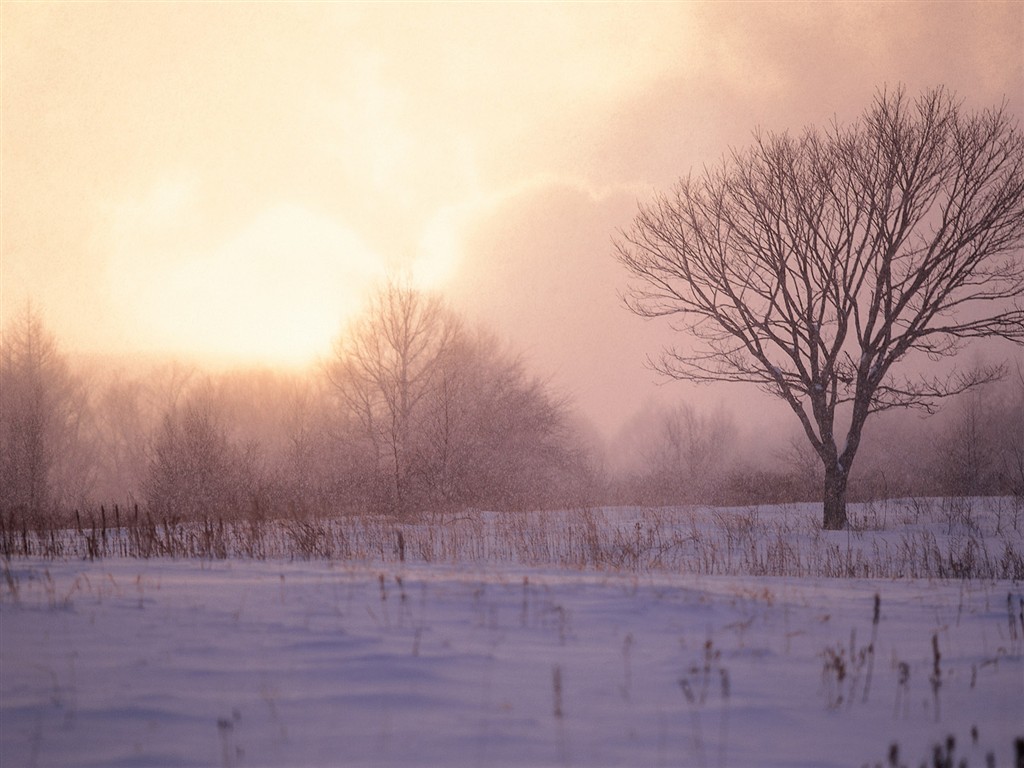 白雪森林(一) #20 - 1024x768