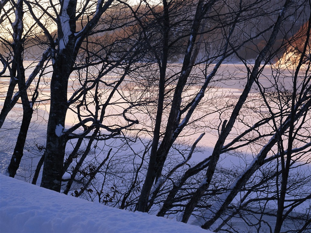 Nieve fondos de escritorio de los bosques (2) #2 - 1024x768