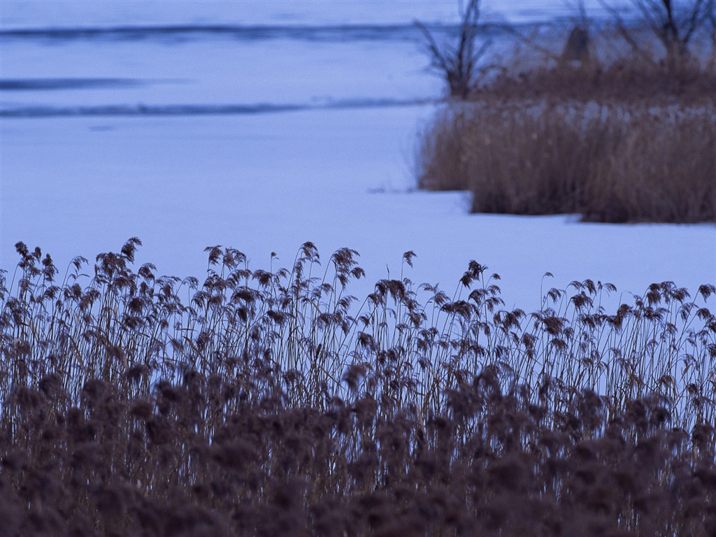 雪の林の壁紙(2) #3 - 1024x768