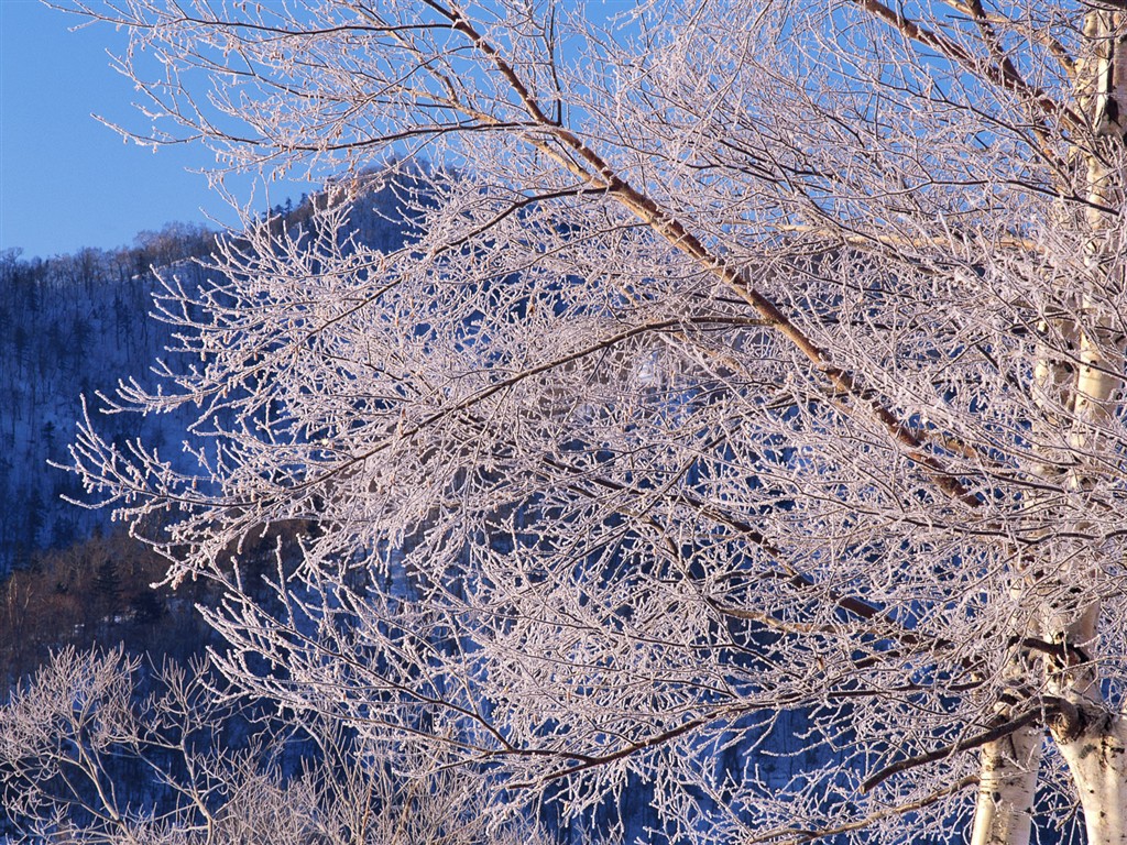 Nieve fondos de escritorio de los bosques (2) #5 - 1024x768