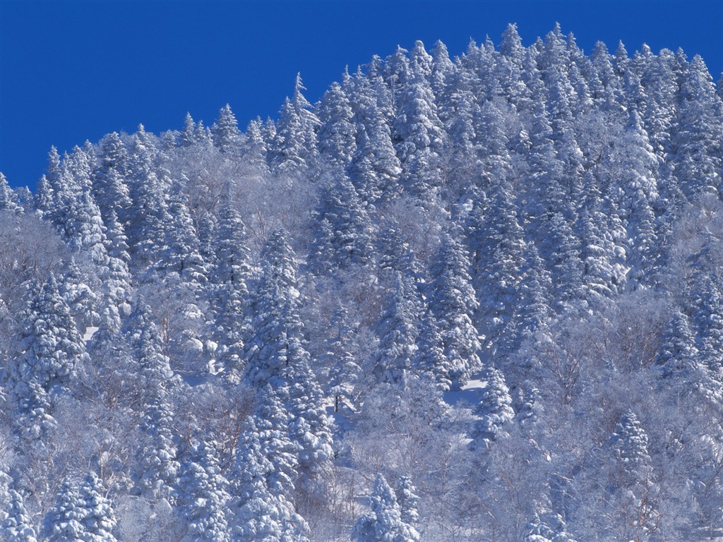 Nieve fondos de escritorio de los bosques (2) #6 - 1024x768