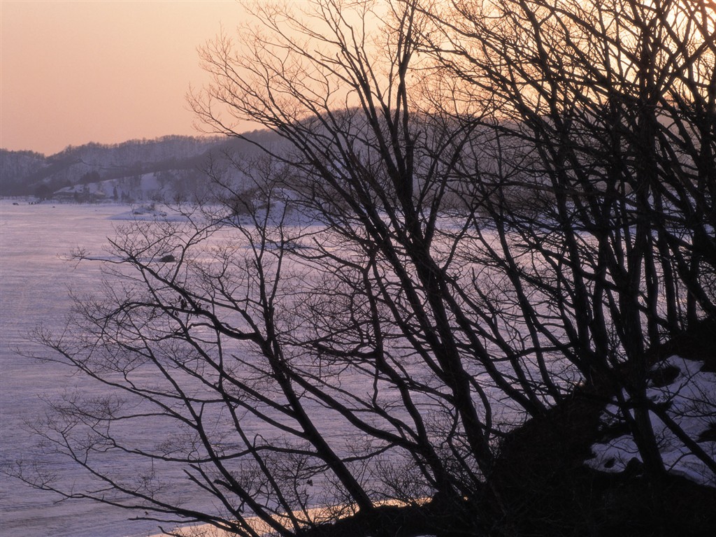 雪の林の壁紙(2) #8 - 1024x768