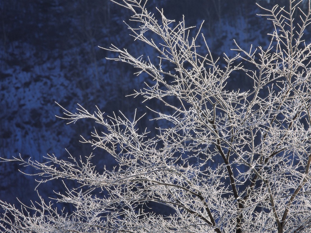 Snow forest wallpaper (2) #9 - 1024x768