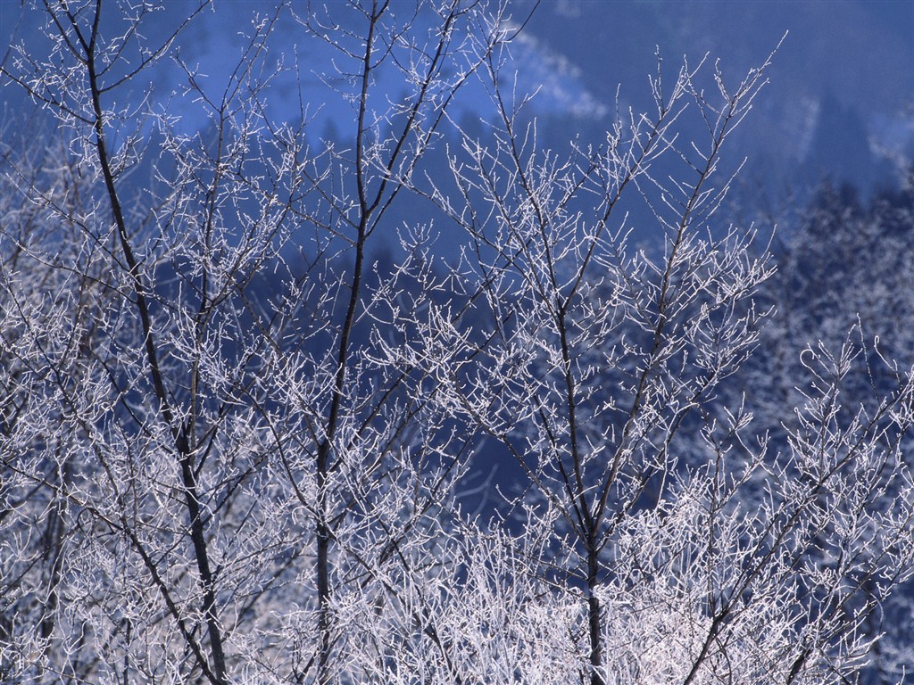 Nieve fondos de escritorio de los bosques (2) #10 - 1024x768