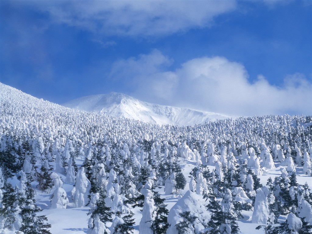 Nieve fondos de escritorio de los bosques (2) #14 - 1024x768