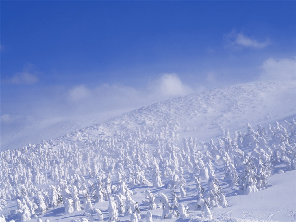 Nieve fondos de escritorio de los bosques (2) #16 - 1024x768