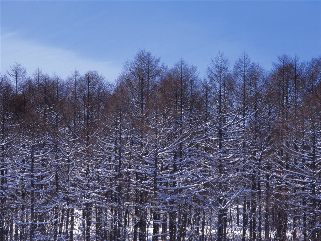 雪の林の壁紙(2) #17 - 1024x768