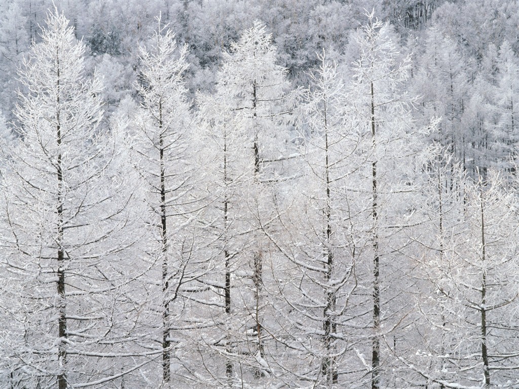 Nieve fondos de escritorio de los bosques (2) #19 - 1024x768