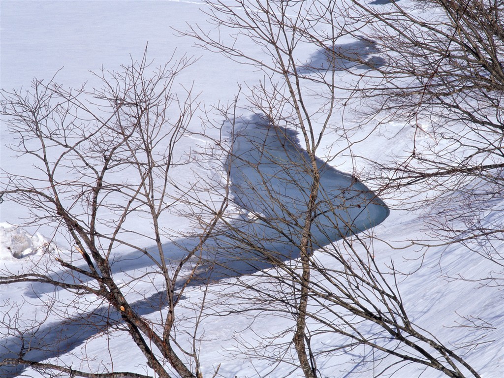 Sníh lesa tapetu (2) #20 - 1024x768