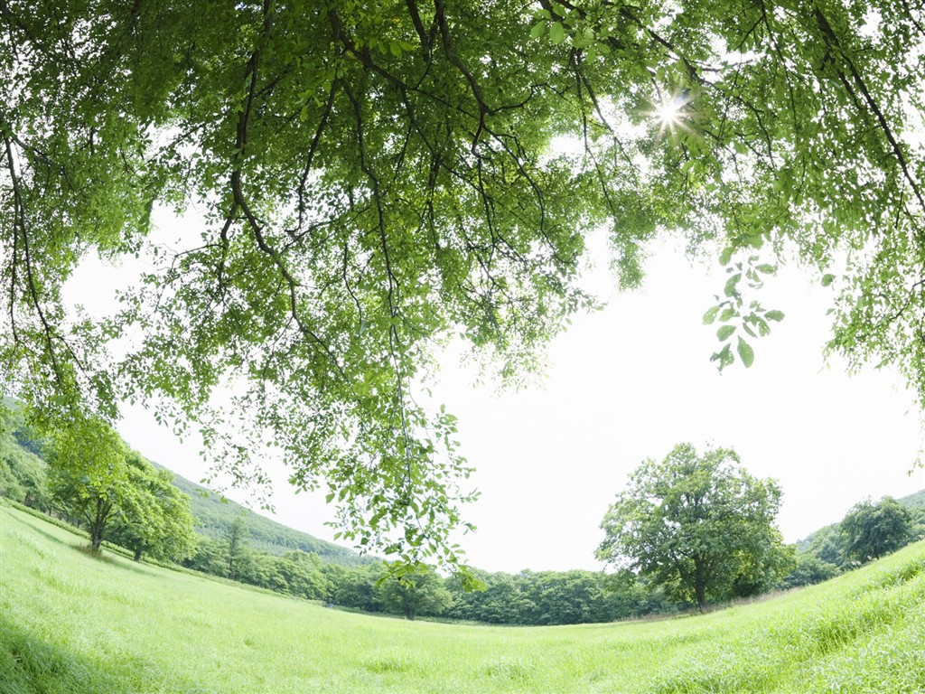 Green Grass wallpaper (1) #20 - 1024x768