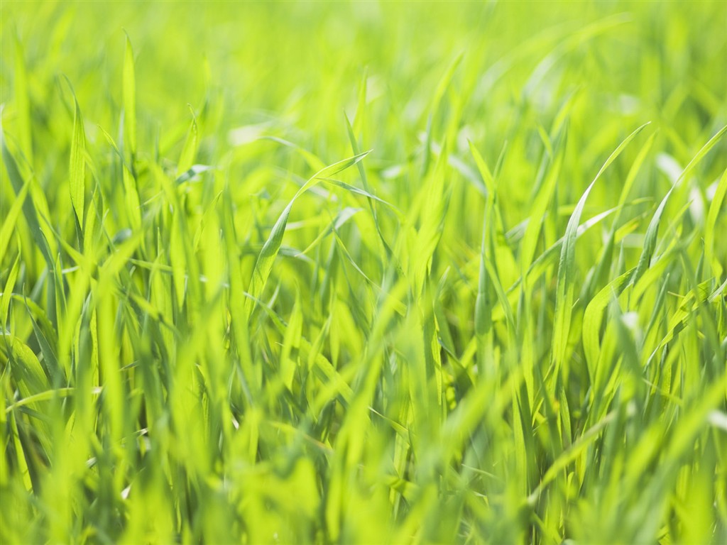 Green Grass wallpaper (2) #3 - 1024x768