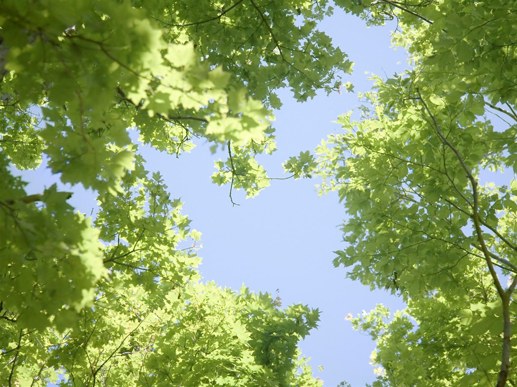 綠色草地(二) #15 - 1024x768