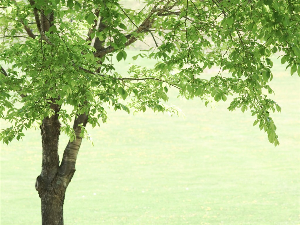 Green Grass wallpaper (2) #19 - 1024x768