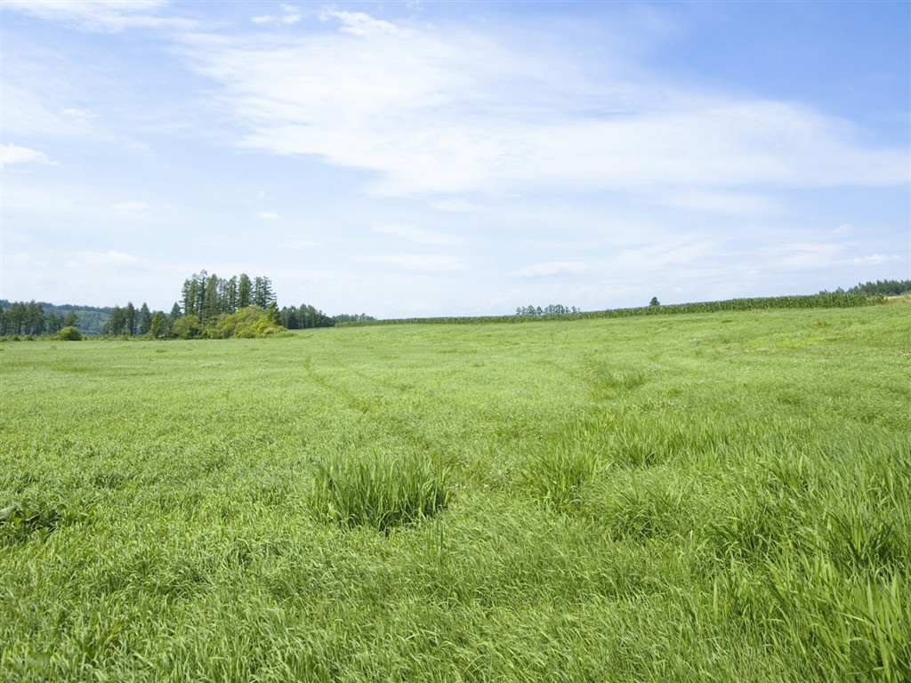 Green Grass wallpaper (3) #2 - 1024x768