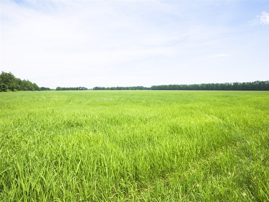 Green Grass wallpaper (3) #5 - 1024x768