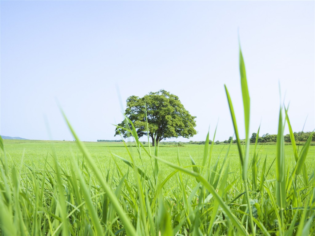 Green Grass Wallpaper (3) #11 - 1024x768