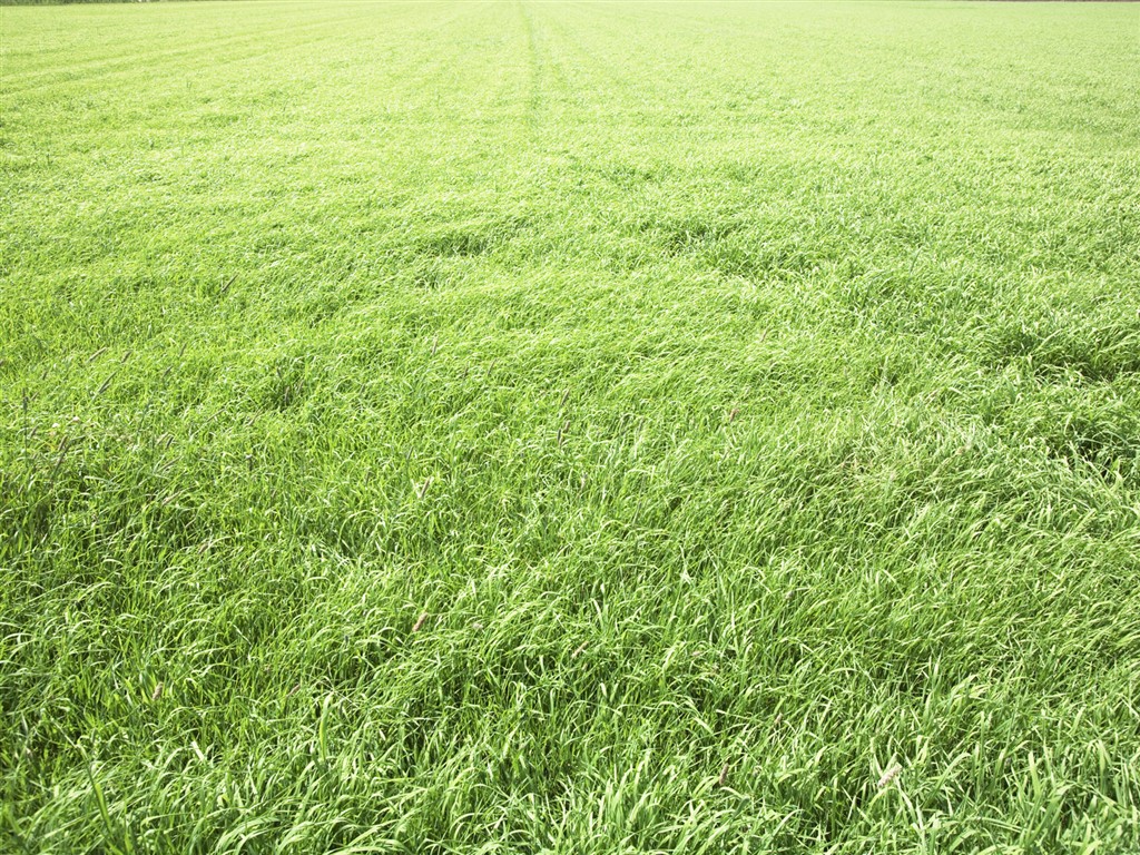 Green Grass Wallpaper (3) #20 - 1024x768