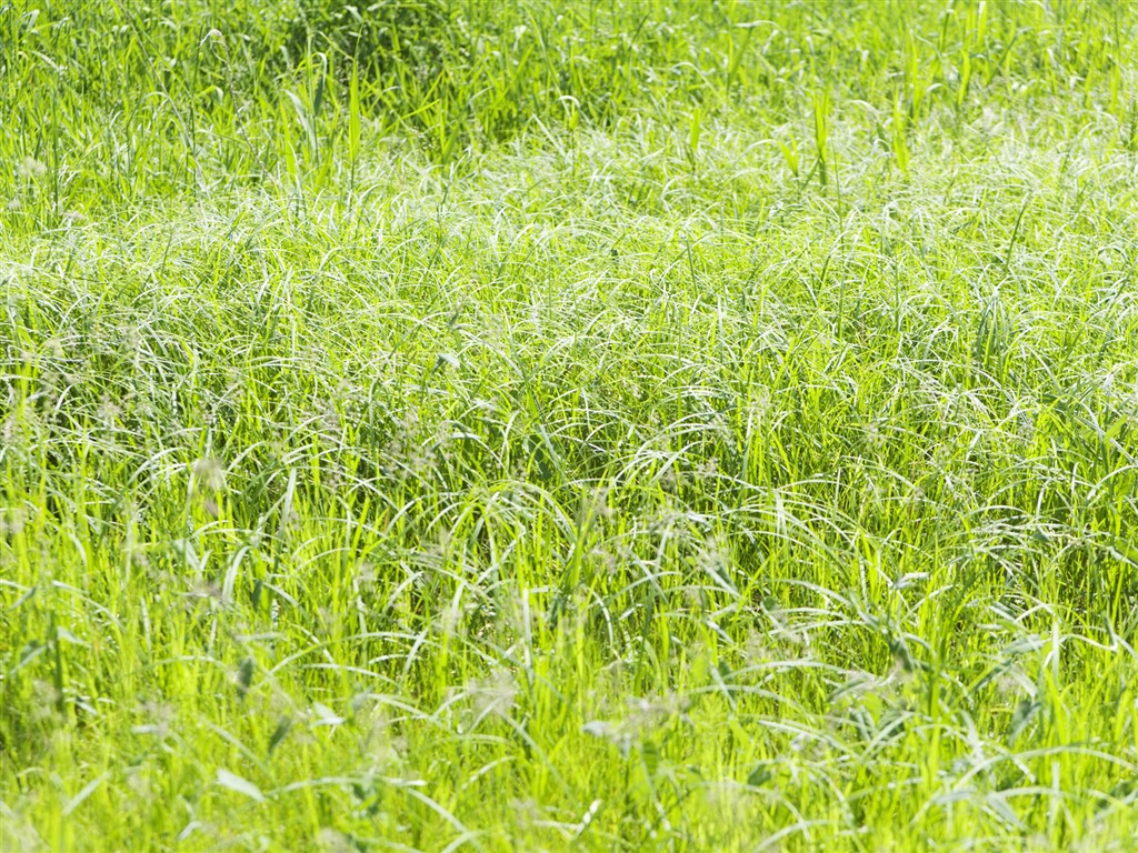 Green Grass fondo de pantalla (4) #7 - 1024x768