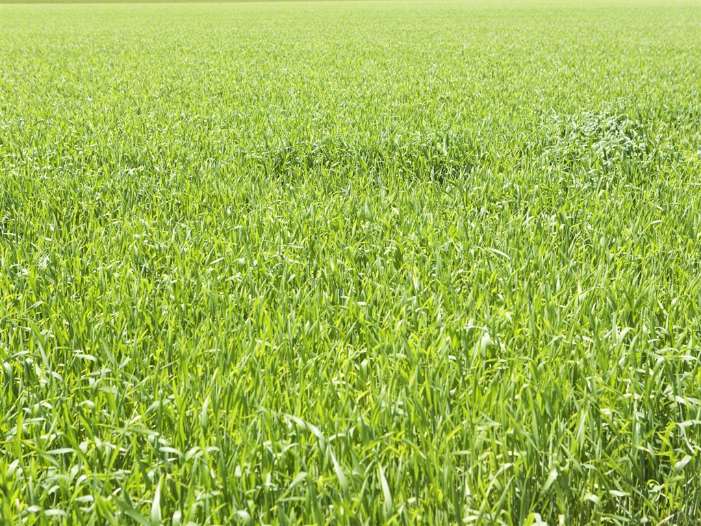 Green Grass wallpaper (4) #8 - 1024x768