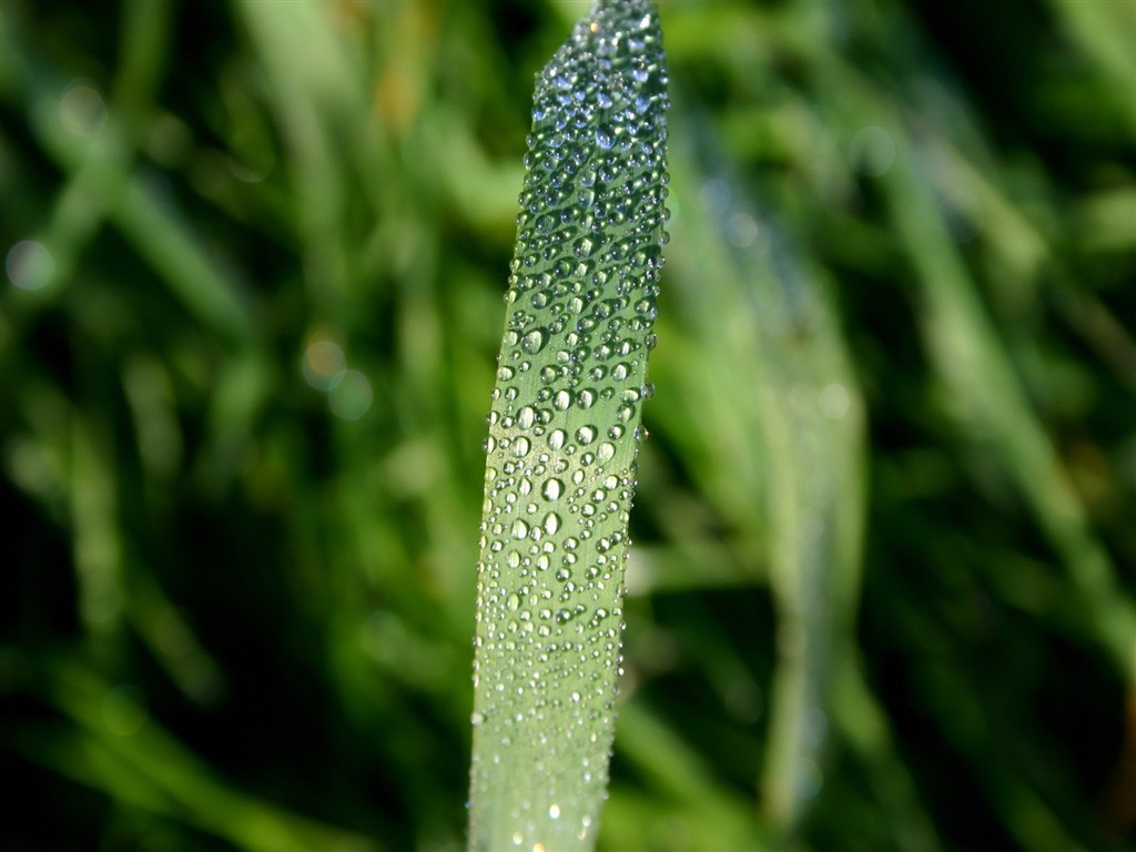 Vista 植物壁纸(一)7 - 1024x768