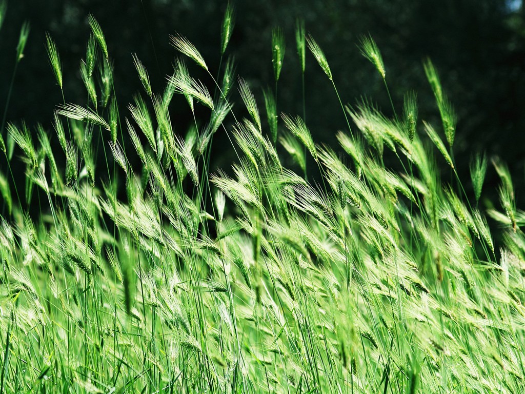 Vista 植物壁紙(一) #11 - 1024x768