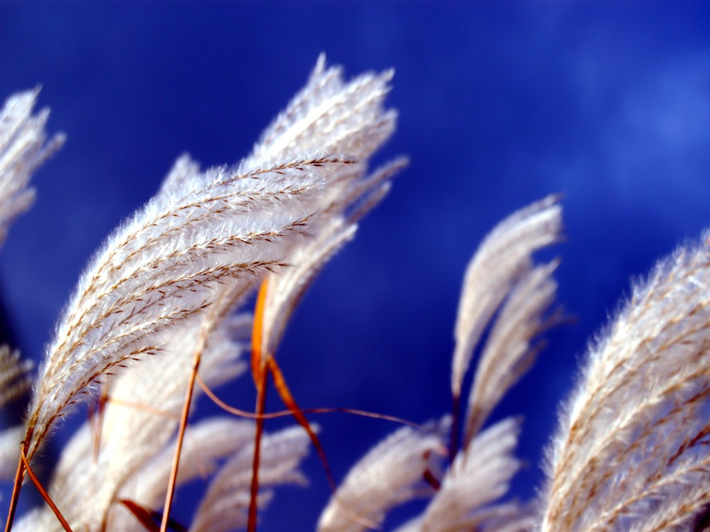 Vista Plant wallpaper (1) #13 - 1024x768