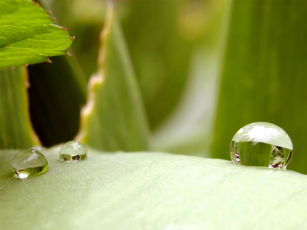  Vistaの植物の壁紙(2) #4 - 1024x768