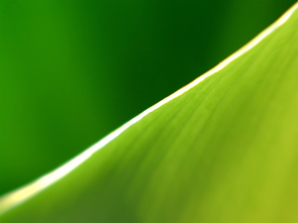 Vista 植物壁紙(二) #13 - 1024x768
