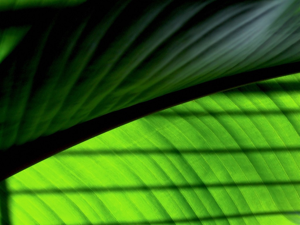 Vista 植物壁紙(二) #14 - 1024x768