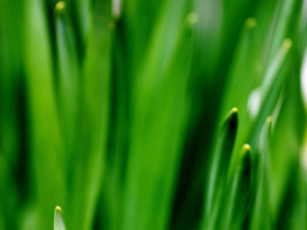 Vista Plant wallpaper (2) #17 - 1024x768