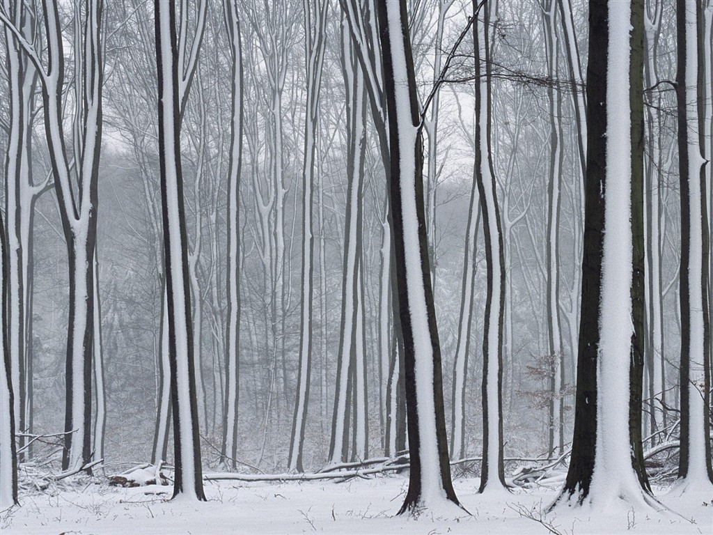 Sníh lesa tapetu (3) #13 - 1024x768