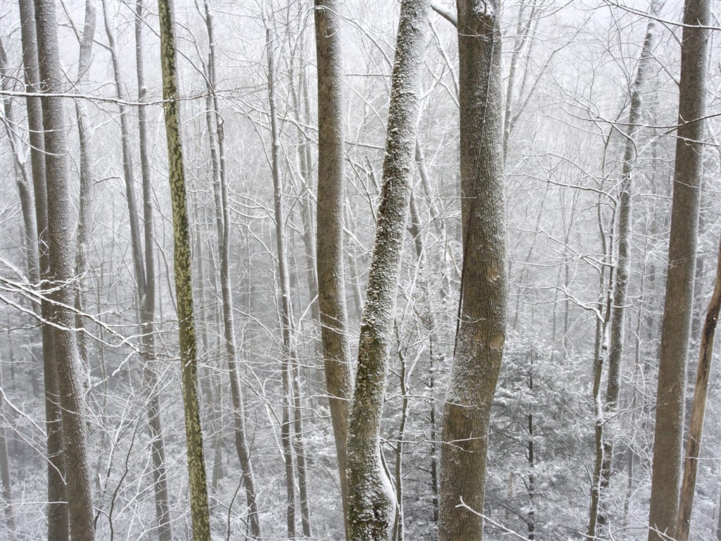 雪の林の壁紙(3) #14 - 1024x768