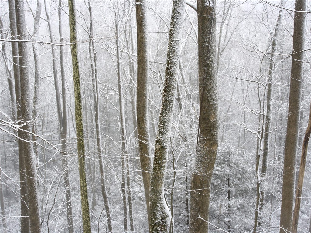 白雪森林(三)14 - 1024x768