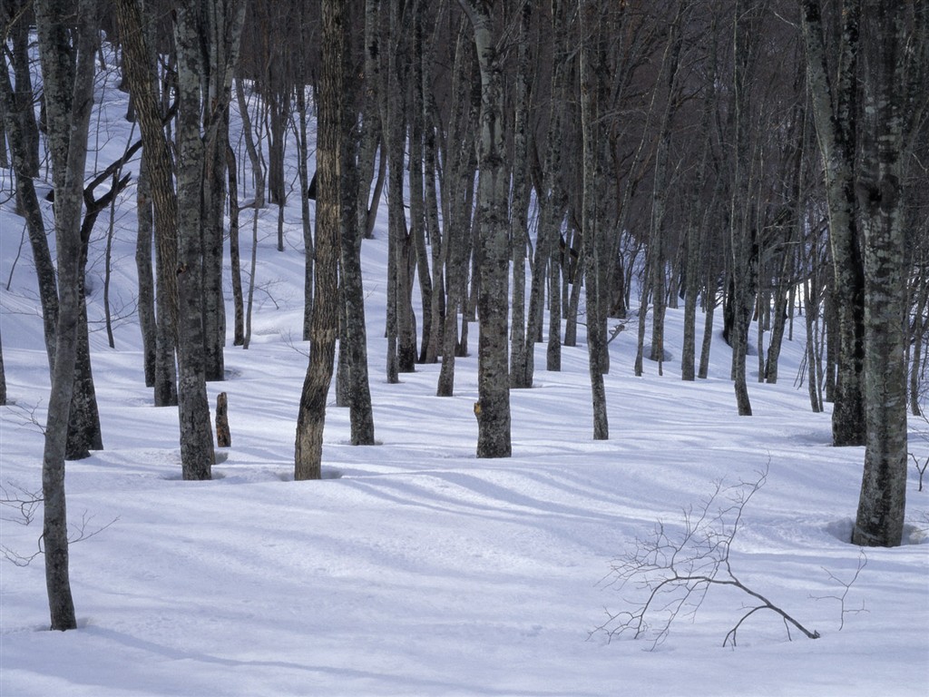 雪の林の壁紙(3) #17 - 1024x768