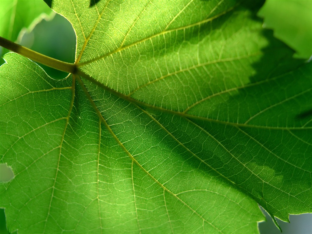 Vista 植物壁纸(三)5 - 1024x768