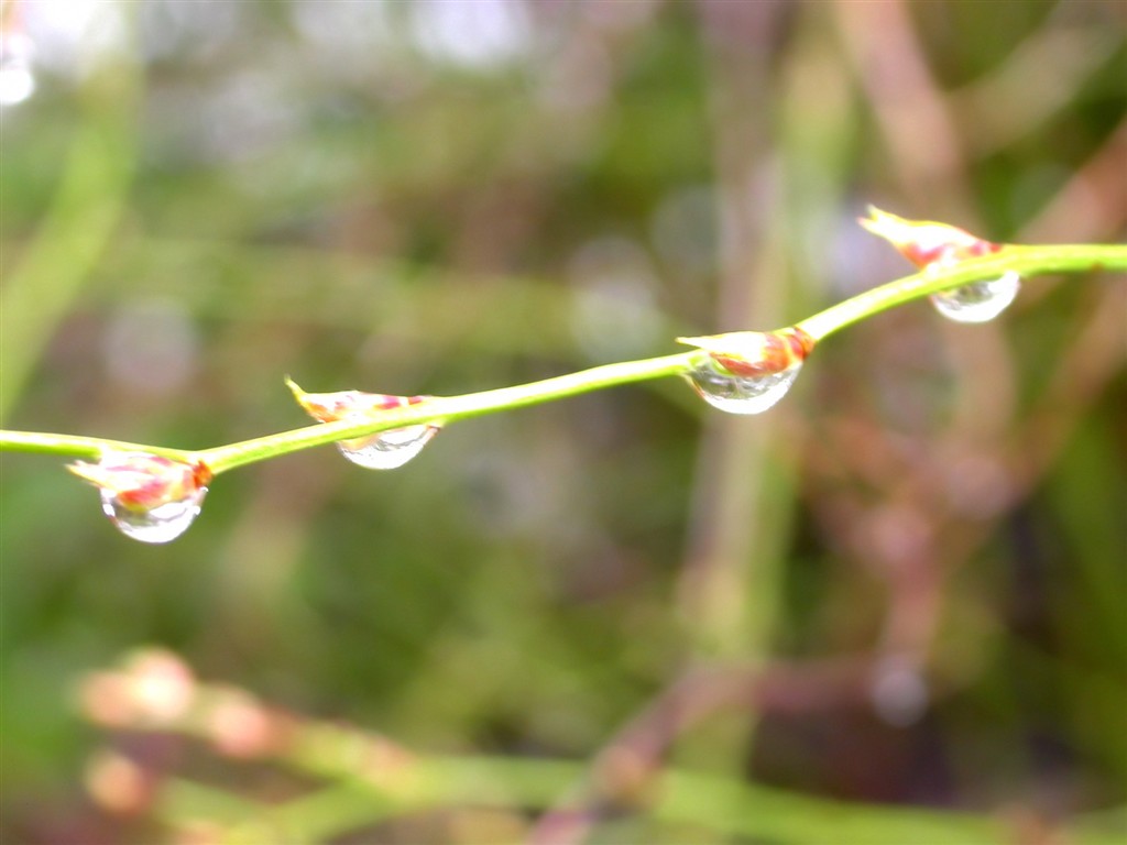 Vista 植物壁纸(三)6 - 1024x768