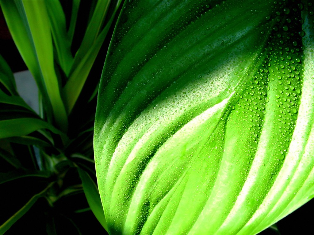 Vista Planta de fondo de pantalla (3) #11 - 1024x768