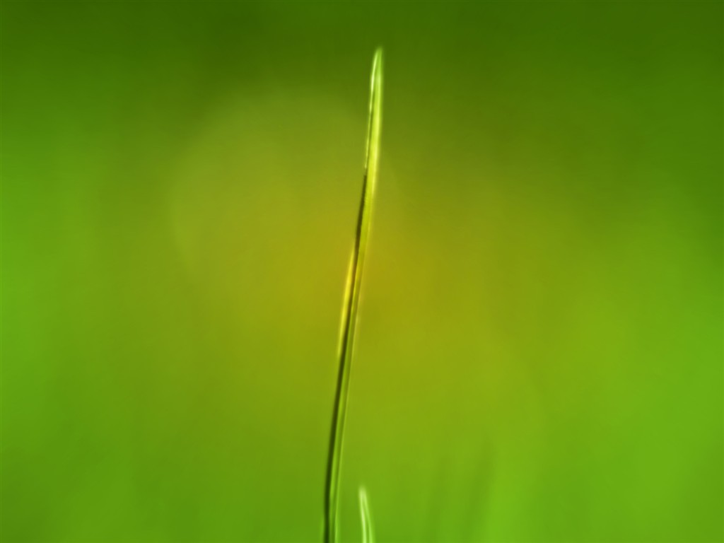 Vista 植物壁紙(三) #15 - 1024x768