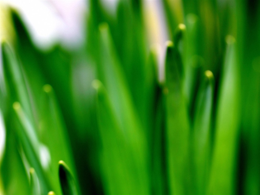 Vista 植物壁紙(三) #16 - 1024x768