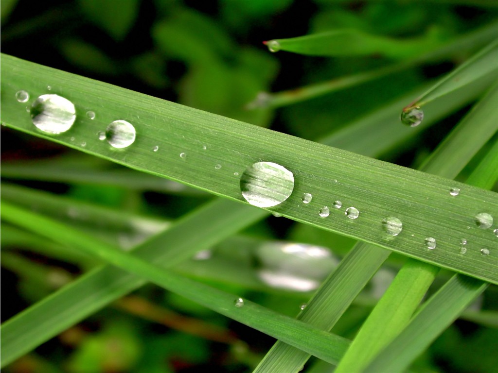 Vista Plant wallpaper (3) #17 - 1024x768