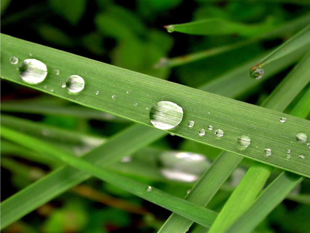 Vista 植物壁纸(三)17 - 1024x768