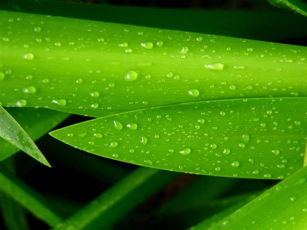 Vista 植物壁紙(三) #18 - 1024x768
