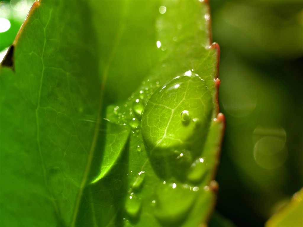 Vista 植物壁纸(三)20 - 1024x768