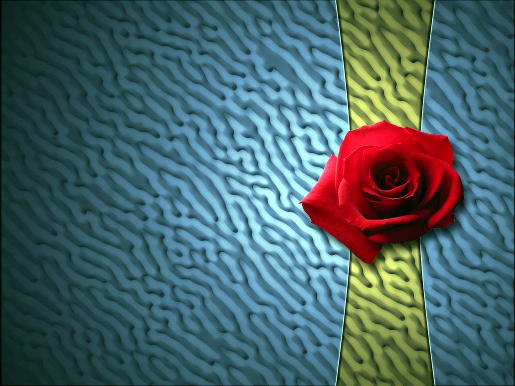 玫瑰寫真(一) #21 - 1024x768