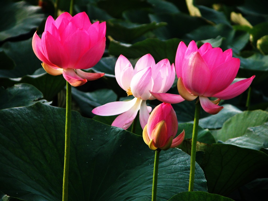 美麗的荷花 #6 - 1024x768